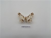 藏品(尺蛾165)的圖片